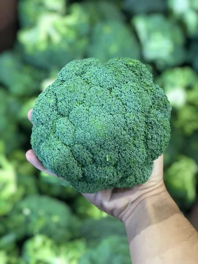 FLORETTES BROCCOLI